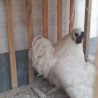 خروس ابریشمی