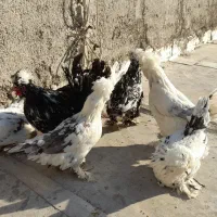 مرغ و خروس سلطان کلکسیونی زینتی مخصوص خاص پسندا