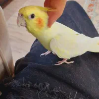 عروس هلندی نر دستی و سخنگو مست|پرنده|تاکستان, |دیوار