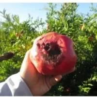 حل مشکل کرم گلوگاه و پوکی انار به روش ارگانیک