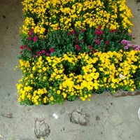 خدمات باغبانی وهرس کاری و تعویض خاک گلدان|خدمات باغبانی و درختکاری|تهران, تهرانسر مرکزی|دیوار