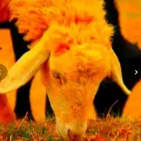 «شش مآهه قلم آبی نذر و‌نذورات» گوسفند-زنده،تعاونی