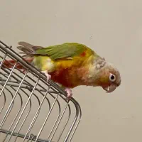 گرینچیک آناناسی|پرنده|تهران, سازمان برنامه جنوبی|دیوار