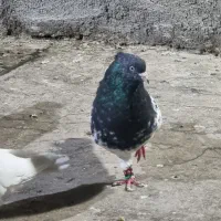 کله سیاه قلدور بدون عیب