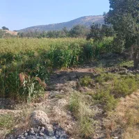 جارودستی