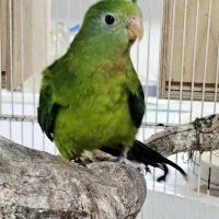 طوطی بارابان وجفت مولد طوطی ملنگو سبز|پرنده|بندرعباس, |دیوار