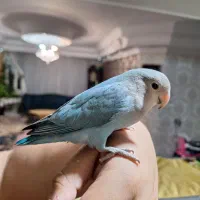 طوطی برزیلی