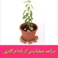 فروش نهال بادام دیرگل خوشه ای