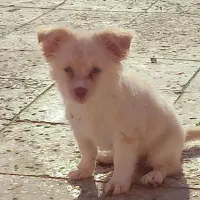 پامر رباهی خرسی