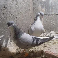 شیخی|پرنده|بناب, |دیوار