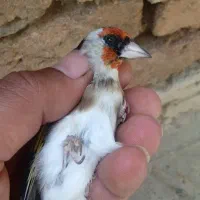 جوجه قفس