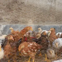 جوجه خروس ۳ ماه و نیمه سرحال