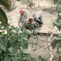 خروس گلین