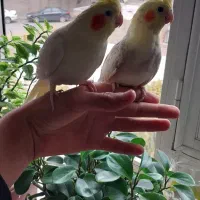 ۳۵۰۰۰۰۰تومان جفت