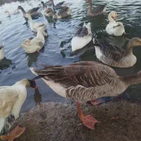 غاز و اردک