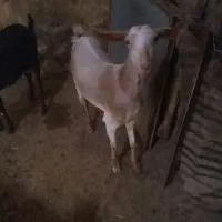 میش لاکن ابستن دوتا و جفت بز خونگی مورسیا|حیوانات مزرعه|نائین, |دیوار