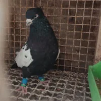 سینه سیاه درشت دوری|پرنده|اهواز, کیانپارس |دیوار