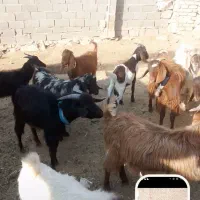 بزغاله نر|حیوانات مزرعه|فیروزه, |دیوار