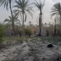 فروش یک باغ همراه آب قنات