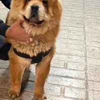 چاو چاو پوزه فلت اصیل