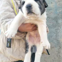 سگ الابای دو ماهه ترکمن و الابای روس گارد .گله