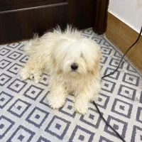 سگ پشمالو اسمش کوپر هست نر