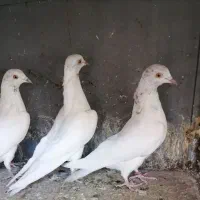 کفتر پتی والا|پرنده|قم, دروازه چوبی|دیوار