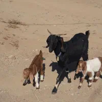 کولار جمل زا با دو بزغاله به دوازده میلون هفتصد