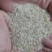 برنج چمپا چیتاب