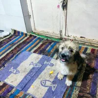 سگ پاکوتاه