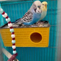 مرغ عشق انگلیسی