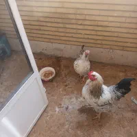 مرغ و خروس