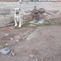 توله سگ سرابی اصیل نژاد دار|سگ|مراغه, |دیوار