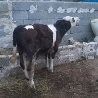 گوساله نر