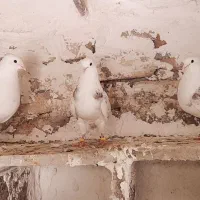 پرنده|پرنده|خرمآباد, |دیوار