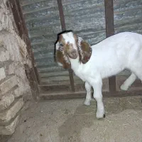 بزغاله ۱۰ روزه