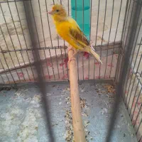قناری ماده