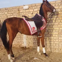 اسب نریون ۲سال و نیم سواری دار