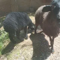 ۲ گوسفند ماده