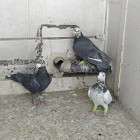 پلاکی بزک|پرنده|شیراز, گویم|دیوار