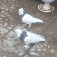 کبوتر‌طوقی مفلق|پرنده|اصفهان, مسجد مصلی|دیوار