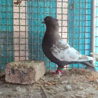 ماده سینه قهوه ای|پرنده|شهرکرد, |دیوار