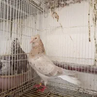 دو جفت نرو ماده هفت‌رنگ دم سفید لیموی