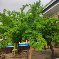 ویلا ۱۰۰۰ متر زمین۲۳۰متر بنا نیمه کاره قیمت زمینش|فروش خانه و ویلا|دماوند, دماوند|دیوار