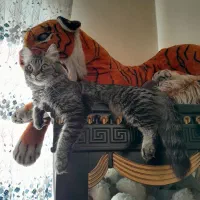 گربه ماده پرشین میکس گمشده