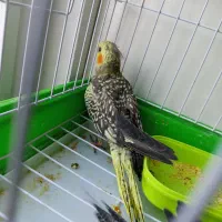 عروس هلندی|پرنده|کاشمر, |دیوار