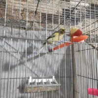 قناری مست شلاقی|پرنده|مشهد, کوی ولیعصر|دیوار