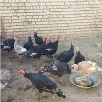 بوقلمون برنز