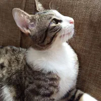 گمشده - گربه نر یکساله