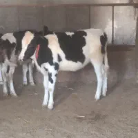 گوساله|حیوانات مزرعه|شهرکرد, |دیوار